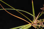 Fourangle flatsedge